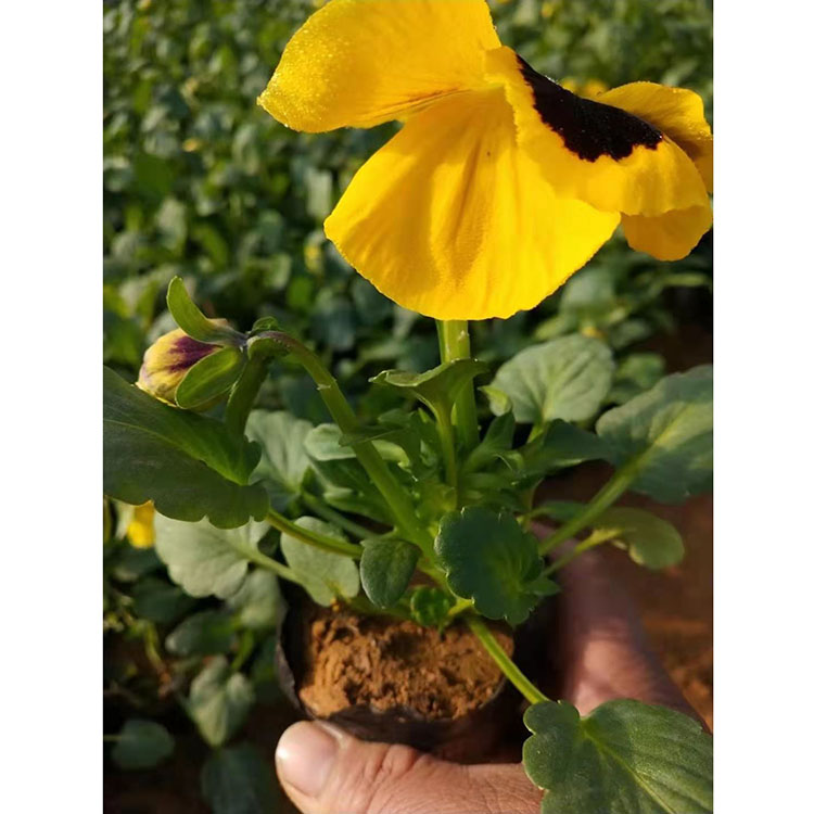 花海用三色堇小苗 三色堇种植基地 长期供应三色堇