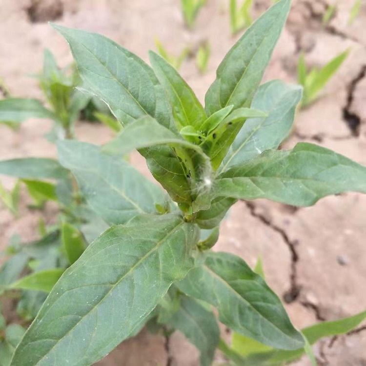 菊科观赏草本金鸡菊 青州春彩大量栽培金鸡菊小苗