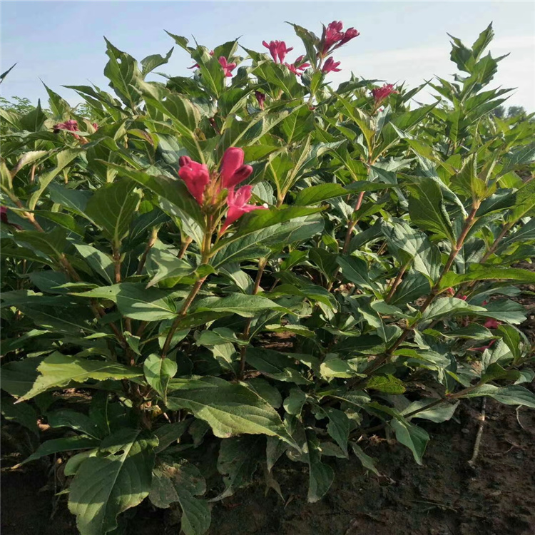 批发红王子锦带花 红王子锦带价格 红王子锦带基地