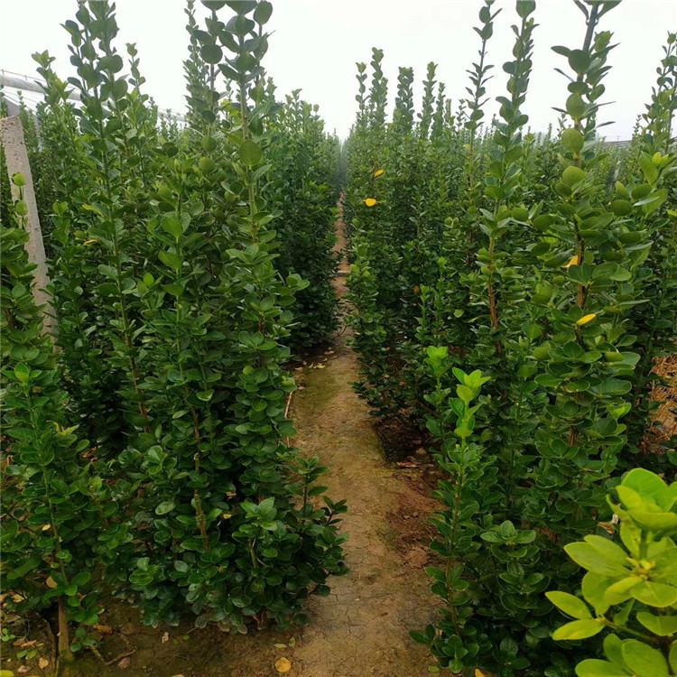 北海道黄杨批发 北海道黄杨种植价格 江瑞园艺