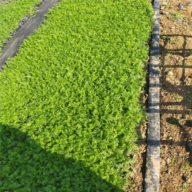 蓍草幼苗 蓍草基地 蓍草供应商 江瑞园艺蓍草