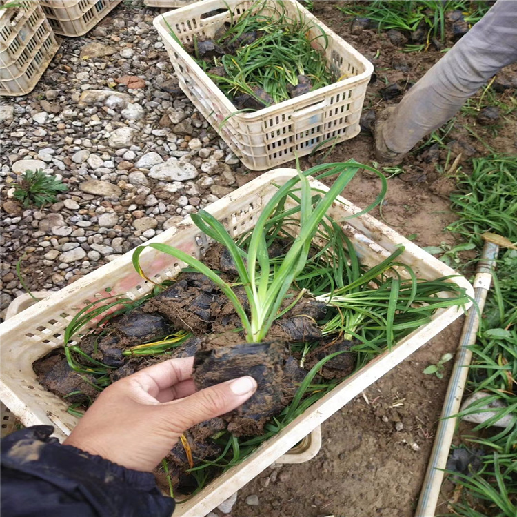 绿叶黄花 金娃娃萱草价格 宿根花卉基地 很优惠