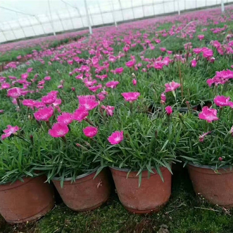 可作花海观赏苗木的欧石竹批发 欢迎来电