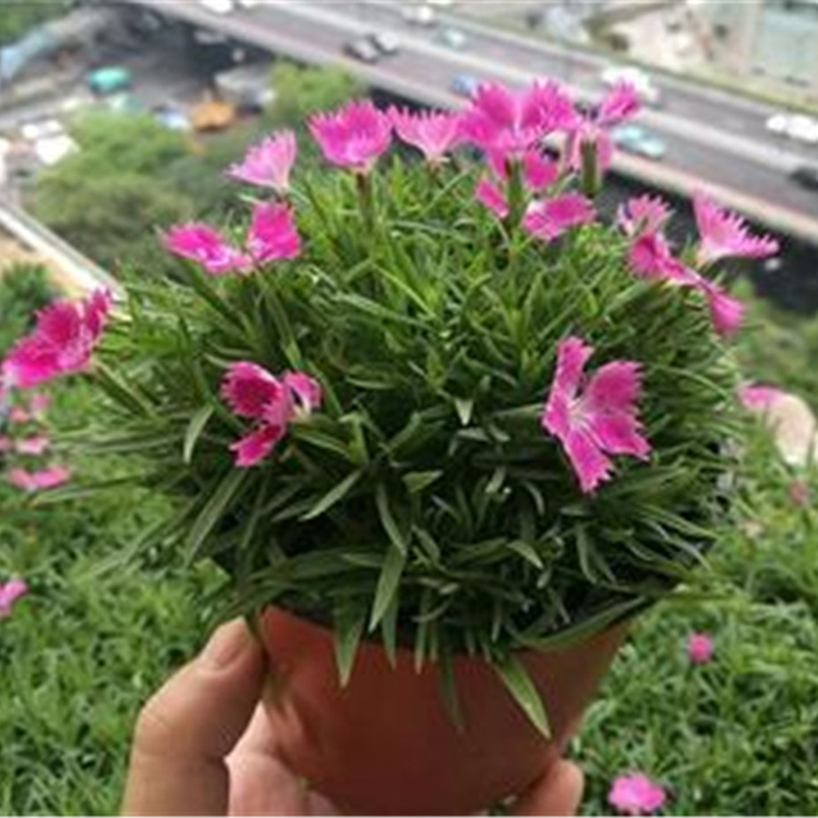 欧石竹小苗出售 观赏价值高 欧石竹小苗种植基地供应