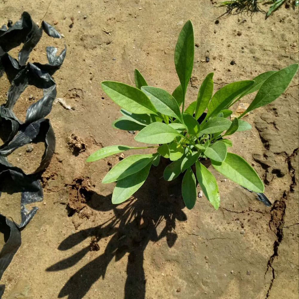 金鸡菊 菊科草本地被宿根观赏小苗 花朵繁盛鲜艳