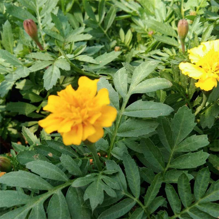 森瑜 山东孔雀草种植基地 花坛租摆观赏花卉小苗 孔雀草盆栽