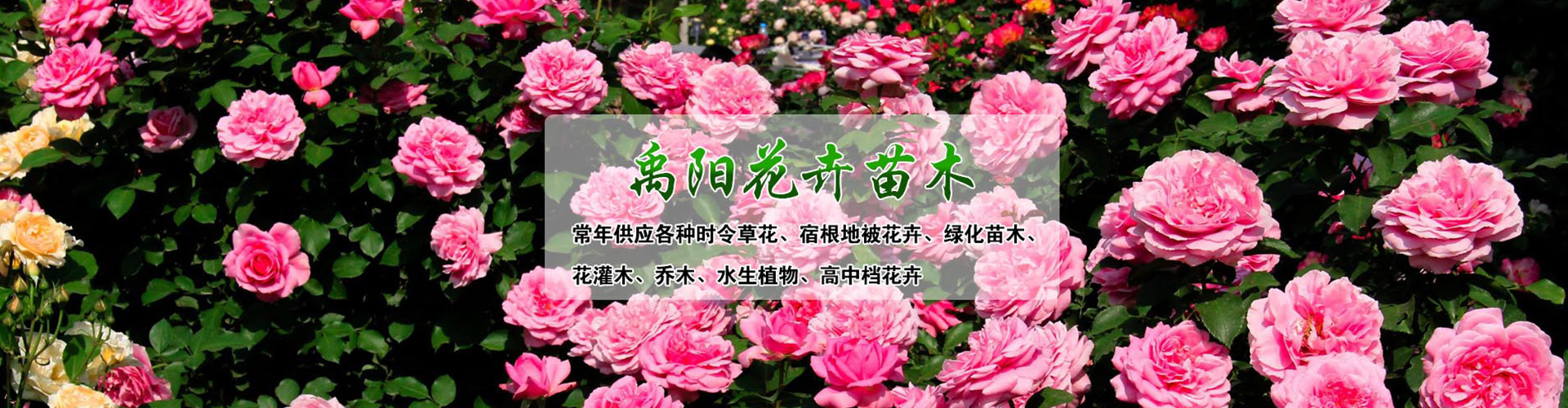 青州市禹阳花卉苗木有限公司 主营产品