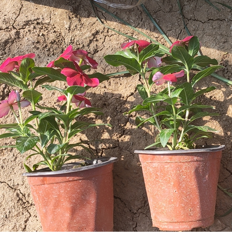 双色盆天天开批发 泽鑫花卉 批发量大从优