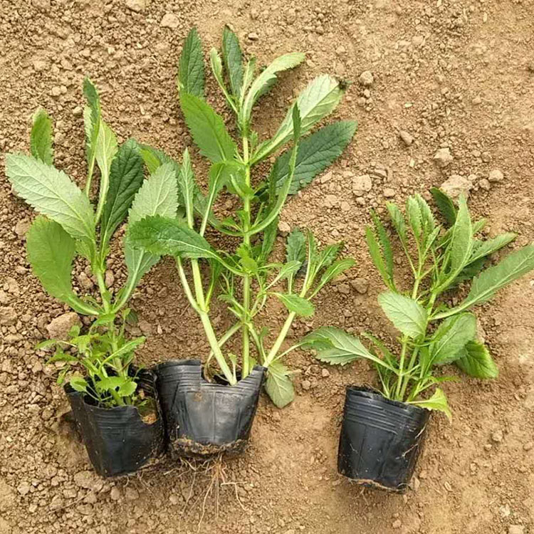 马鞭草 喜干燥、阳光充足的环境 可用作花海景观植物