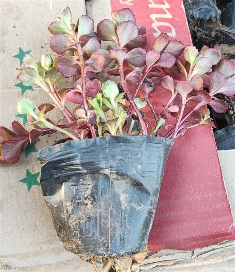 泽鑫花卉出售红景天 多年生草本 观赏植被 大量供应