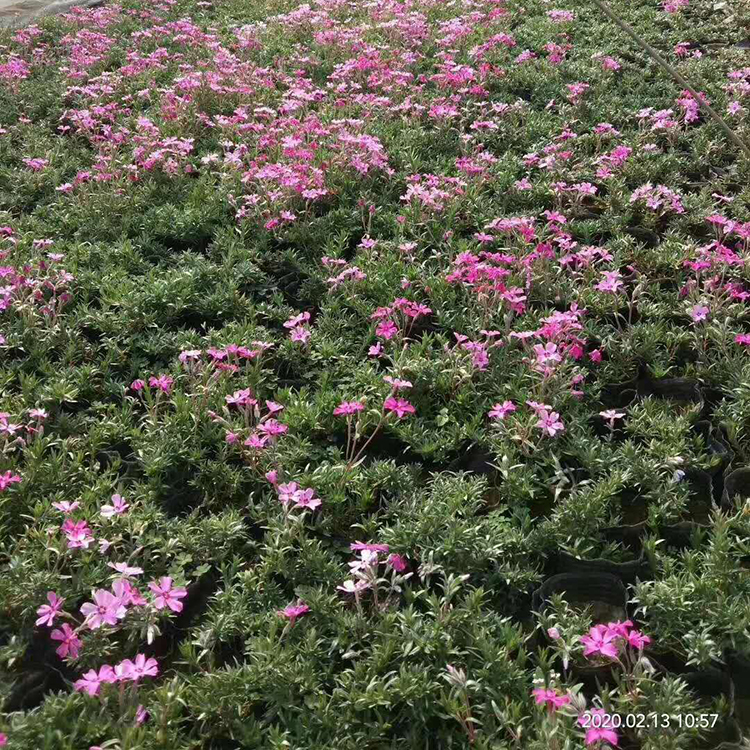 正艳芝樱花海 丛生福禄考 花色美观 大量批发供应