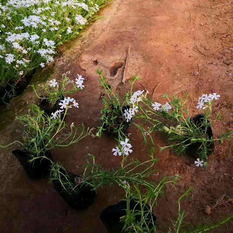 丛生福禄考 芝樱花海 观赏价值高 价格优惠