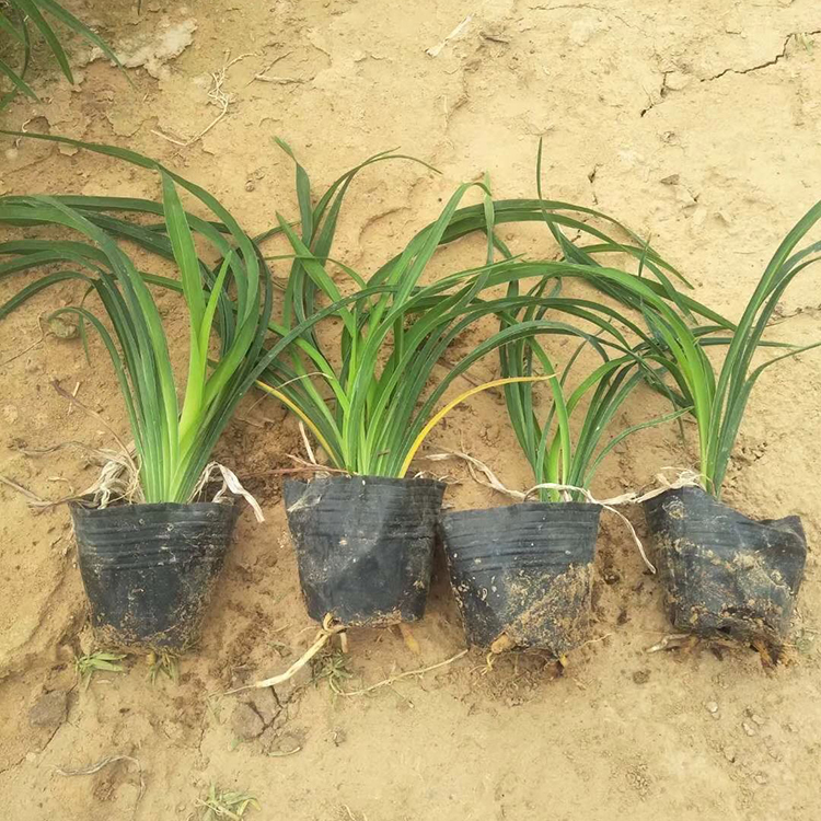 绿化用金娃娃萱草小苗 中嘉金娃娃萱草种植基地供应