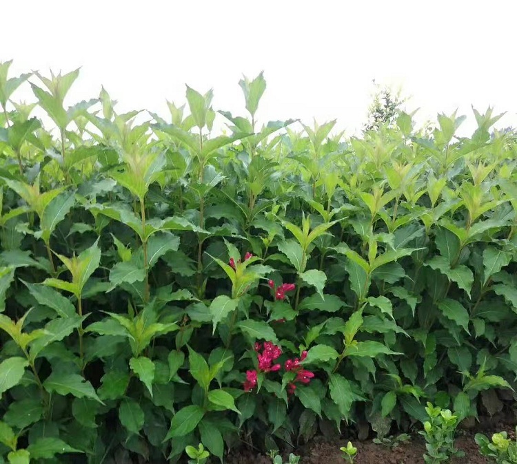锦带花批发 锦带花价格 红王子锦带种植基地