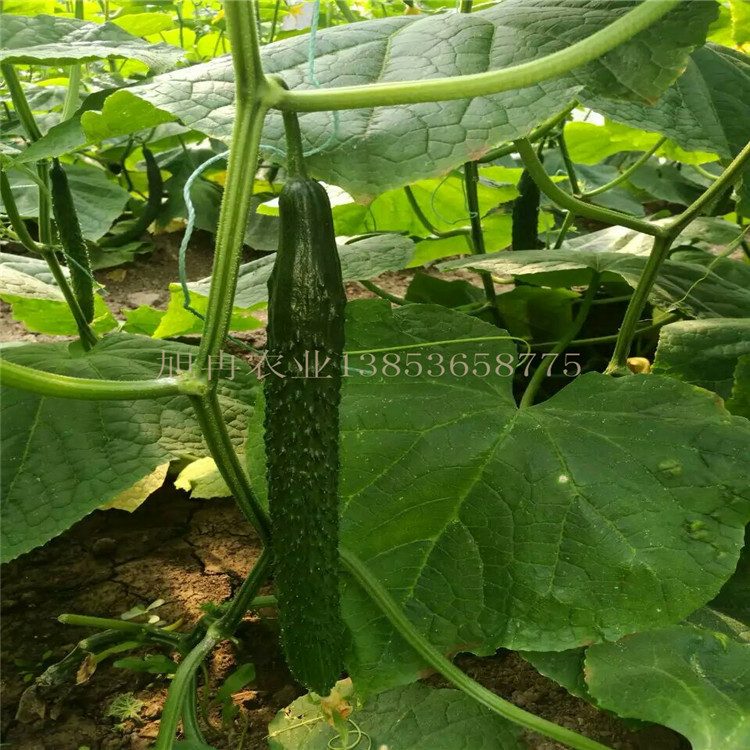 黑亮王黄瓜种子 强雌黑油亮黄瓜嫁接苗 海南种植黑油亮黄瓜种子 露天种植黄瓜苗 旭冉农业