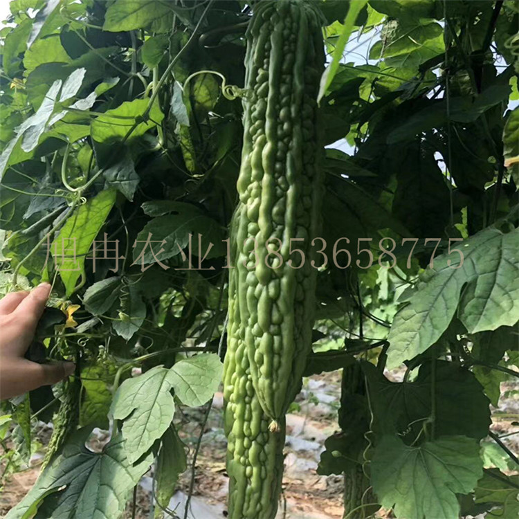 苦瓜嫁接苗 苦瓜种子 旭冉农业 南方抗根腐病苦瓜苗 嫁接苦瓜苗厂家
