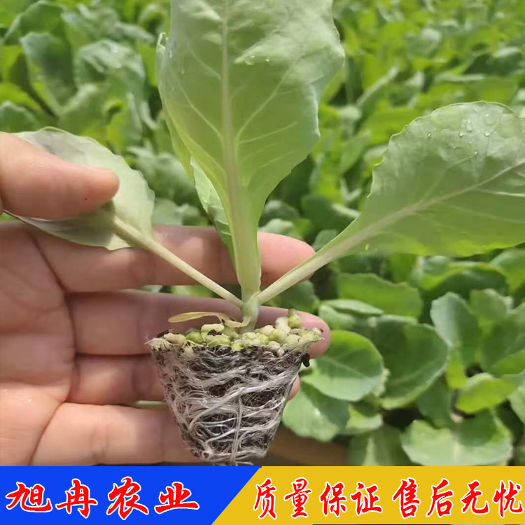 韩绿甘蓝苗 西蓝花苗 耐热抗病露天种植甘蓝苗 山东育苗基地 旭冉农业