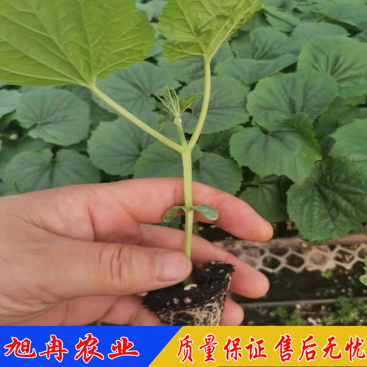 江西露天种植苦瓜苗 苦瓜种子 旭冉农业 江西抗病毒苦瓜苗 耐寒苦瓜苗