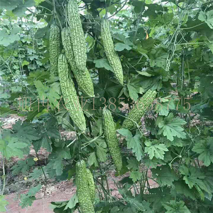 海南露天种植苦瓜苗 海南种植抗高温苦瓜苗 旭冉农业 耐热苦瓜苗
