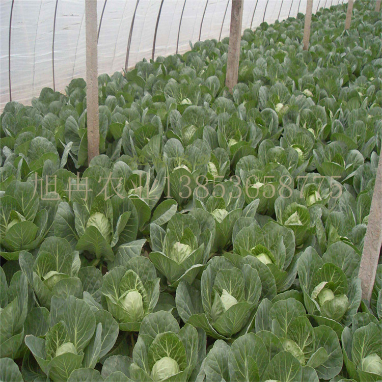 耐裂耐裂甘蓝苗 抗寒西蓝花种苗 小米粒松花菜种苗 松花菜种苗 山东育苗基地 旭冉农业