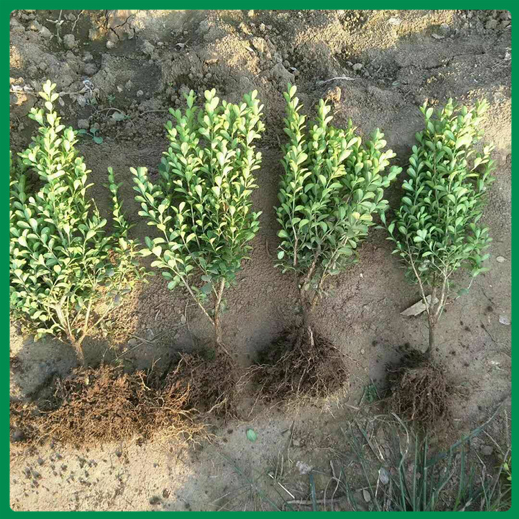 批发黄杨小苗基地 绿化用黄杨大量供应 玉江花卉