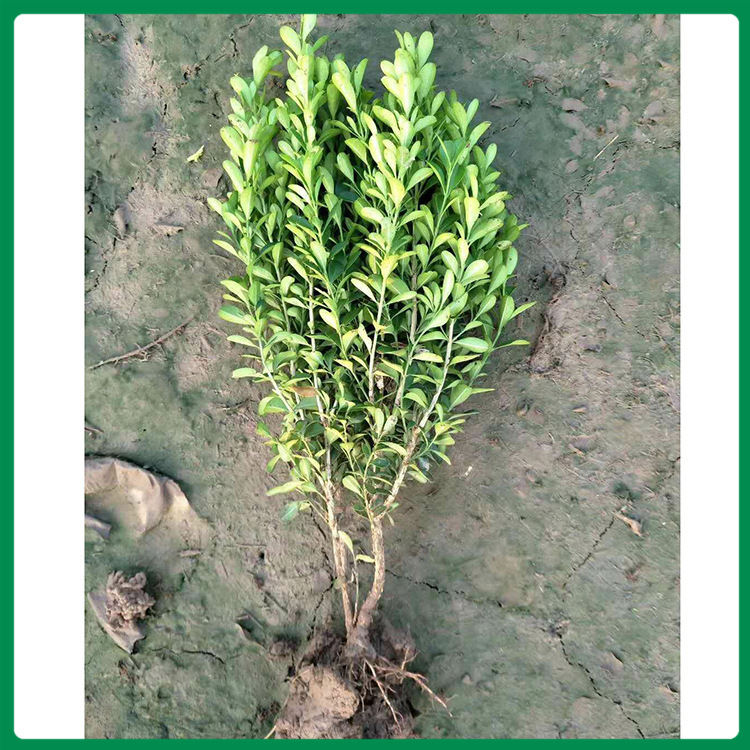 玉江花卉黄杨小苗基地出售 绿化用黄杨 大量供应