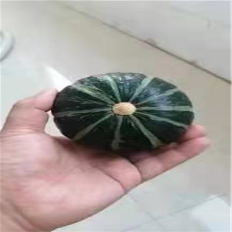 湖南贝贝南瓜.老瓜供应 逐鹿 沙漠板栗南瓜供应