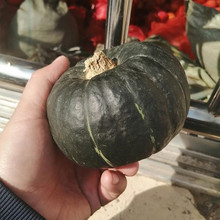河北金丝栗瓜欢迎选购 逐鹿 粉糯板栗南瓜欢迎选购