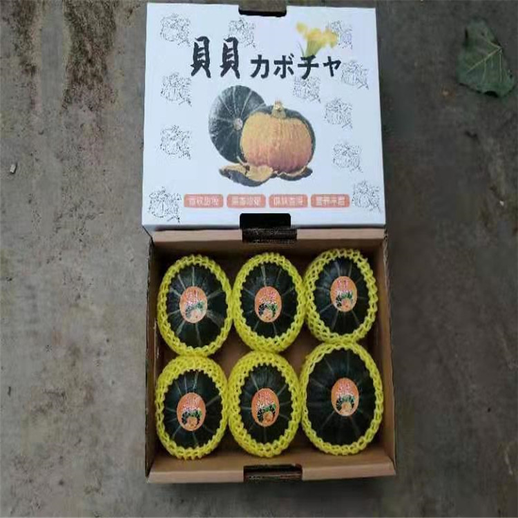重庆金丝栗瓜供应 逐鹿 栗子小南瓜供应