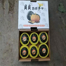 山西粉糯板栗南瓜种植基地 逐鹿 有机贝贝南瓜种植基地