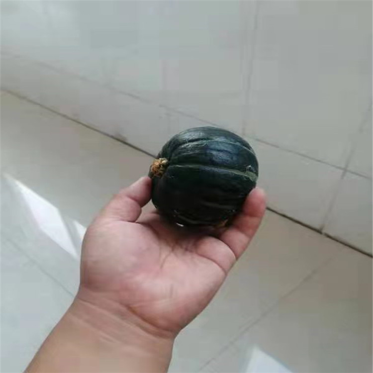 陕西栗子小南瓜欢迎选购 逐鹿 有机贝贝南瓜欢迎选购