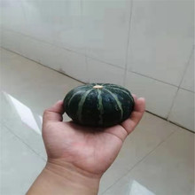 贝贝南瓜 逐鹿农业 山东贝贝南瓜 发货快捷
