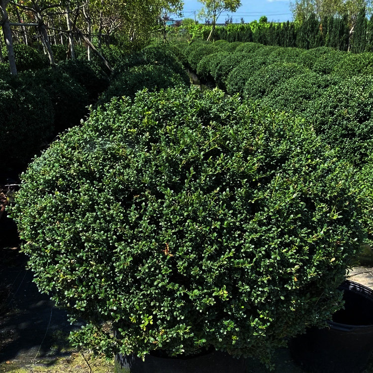 龟甲冬青价格 龟甲冬青出售 龟甲冬青种植厂家 夏杰苗木基地