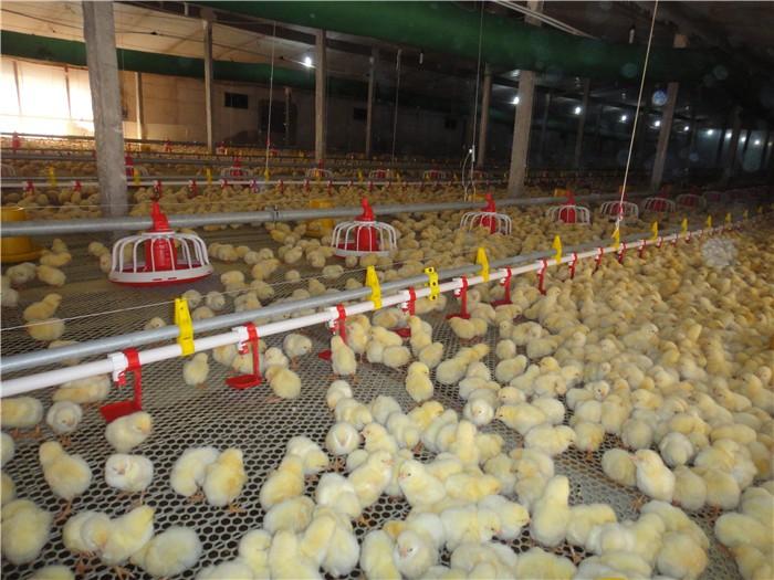 养鸡养鸭料线    水线料线价格   安装鸡舍全自动料线
