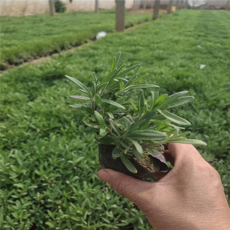 薰衣草批发价格 薰衣草供应 江瑞花卉薰衣草直销 