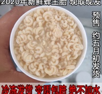 新疆 青州市养蜂协会速冻保鲜蜂子滋养卵巢滋养肌肤