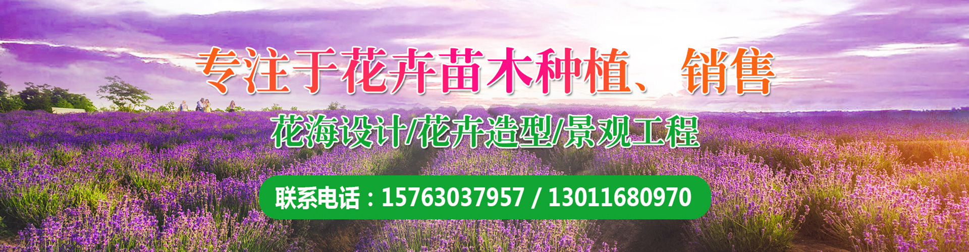 青州市春阳花卉苗木有限公司 主营产品