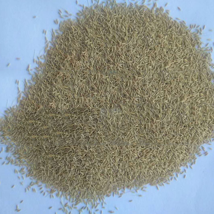 别名墨西哥羽毛草、利坚草 细茎针茅 种子批发