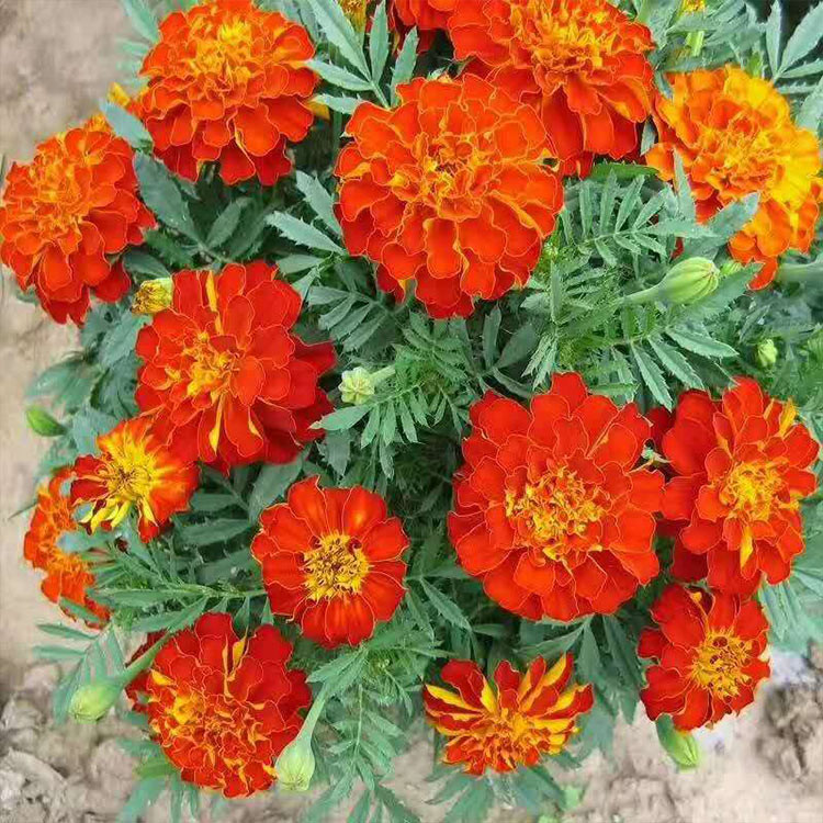 浩菲孔雀草大量批发 山东孔雀草小苗价格 质优价廉