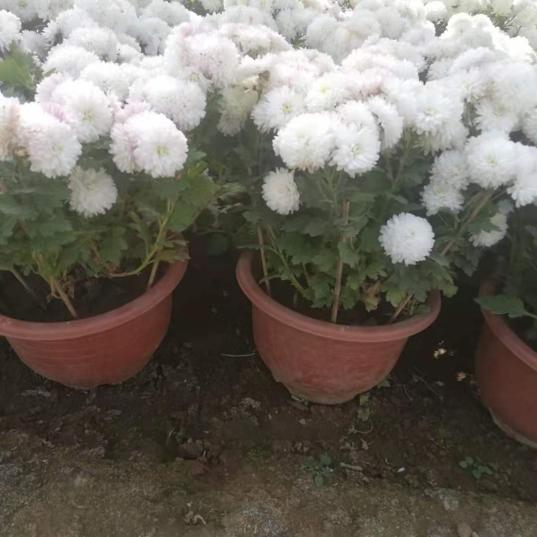 白菊花 锦帆销售白菊花盆栽