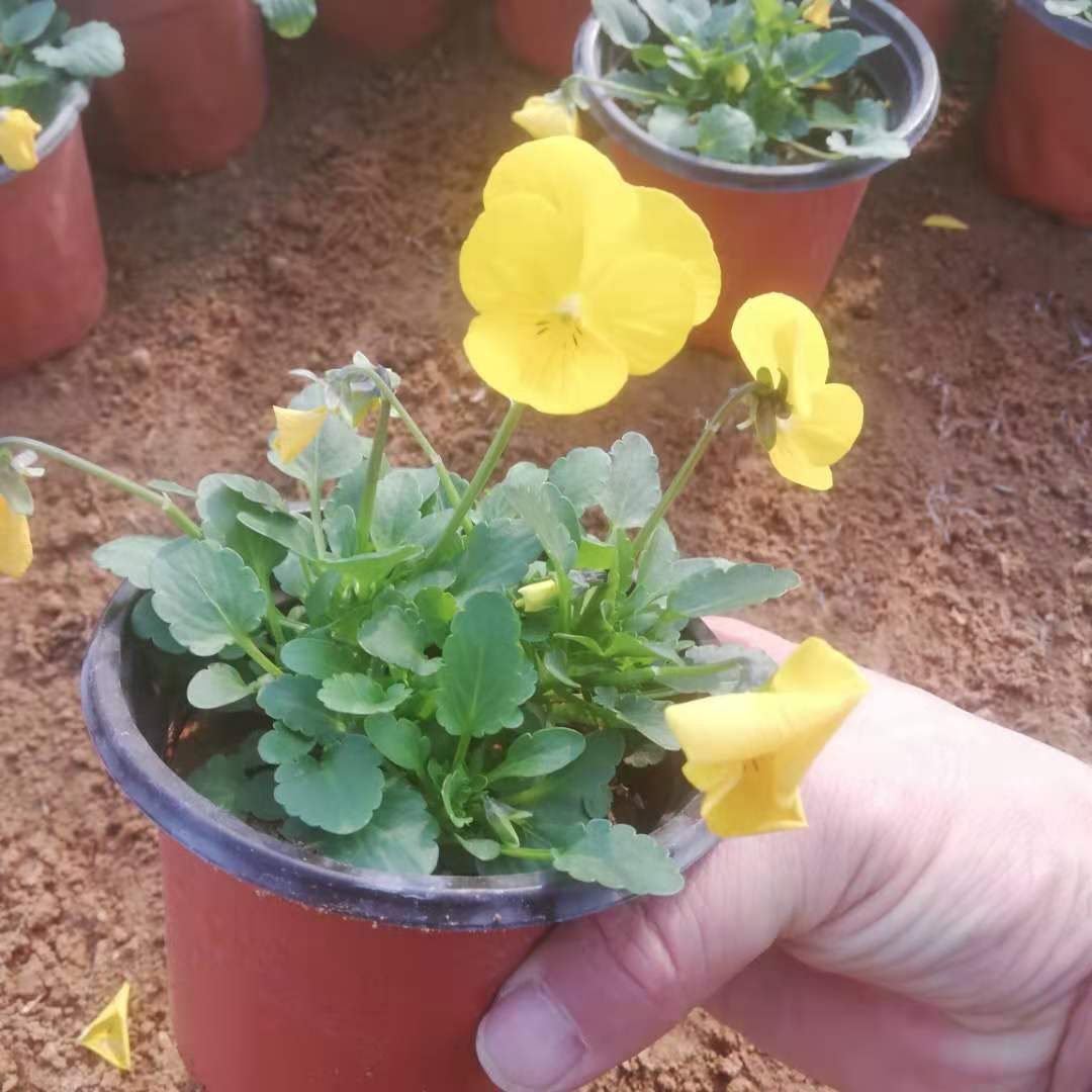 锦帆 黄色紫色角堇小苗 基地直供大盆栽苗 量大价优