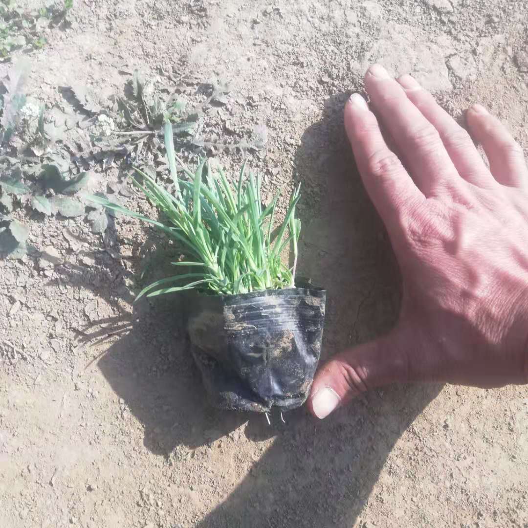 锦帆栽培批发地被石竹 口碑好货 花坛租摆耐寒石竹小苗 批发量大优惠