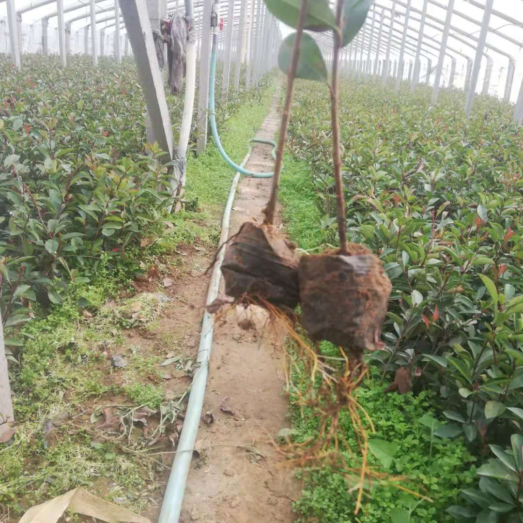 红叶石楠小苗 锦帆苗木基地优价直销好成活耐修剪红叶石楠小苗 