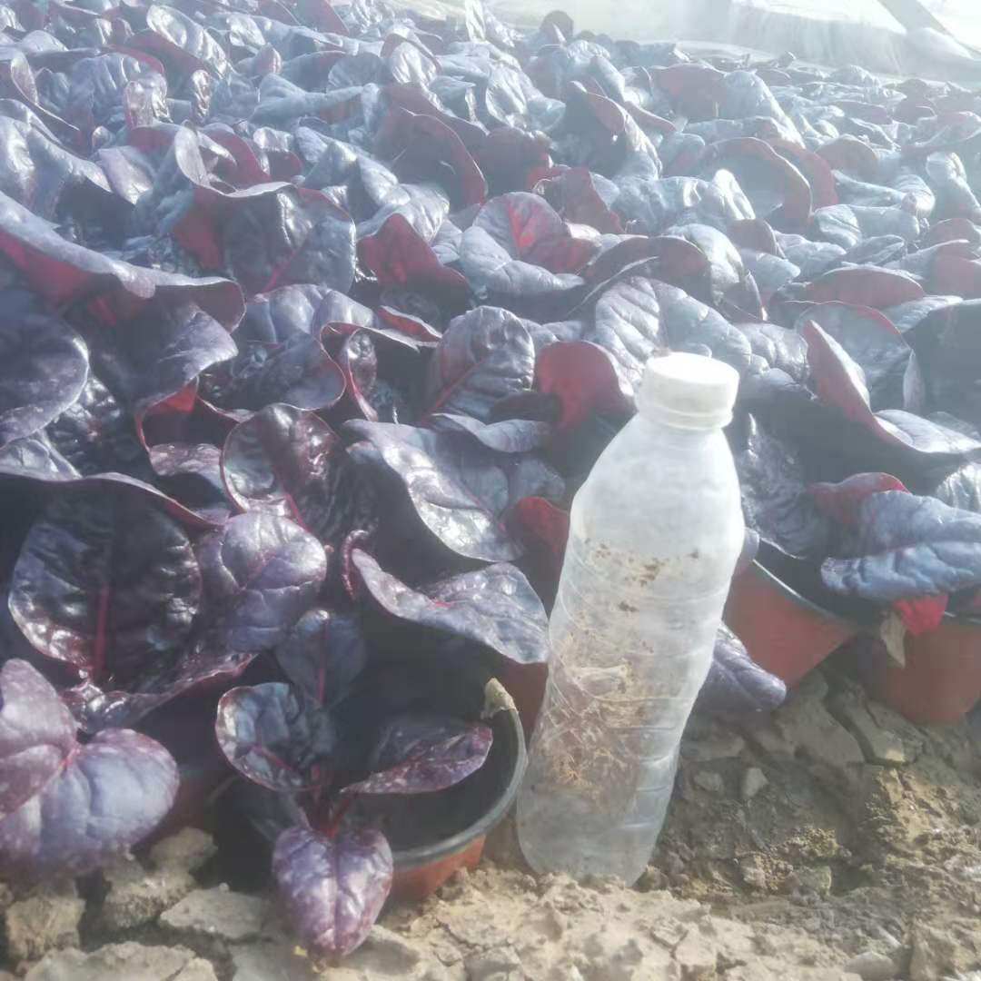 红叶甜菜 耐寒喜温二年生草本植物