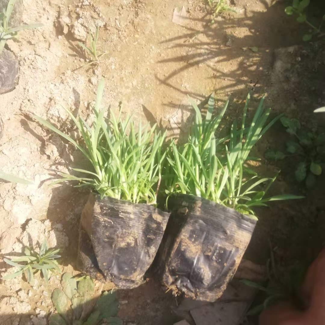 地被石竹 开花常绿地被 喜光耐寒耐旱地被石竹小苗 锦帆直供