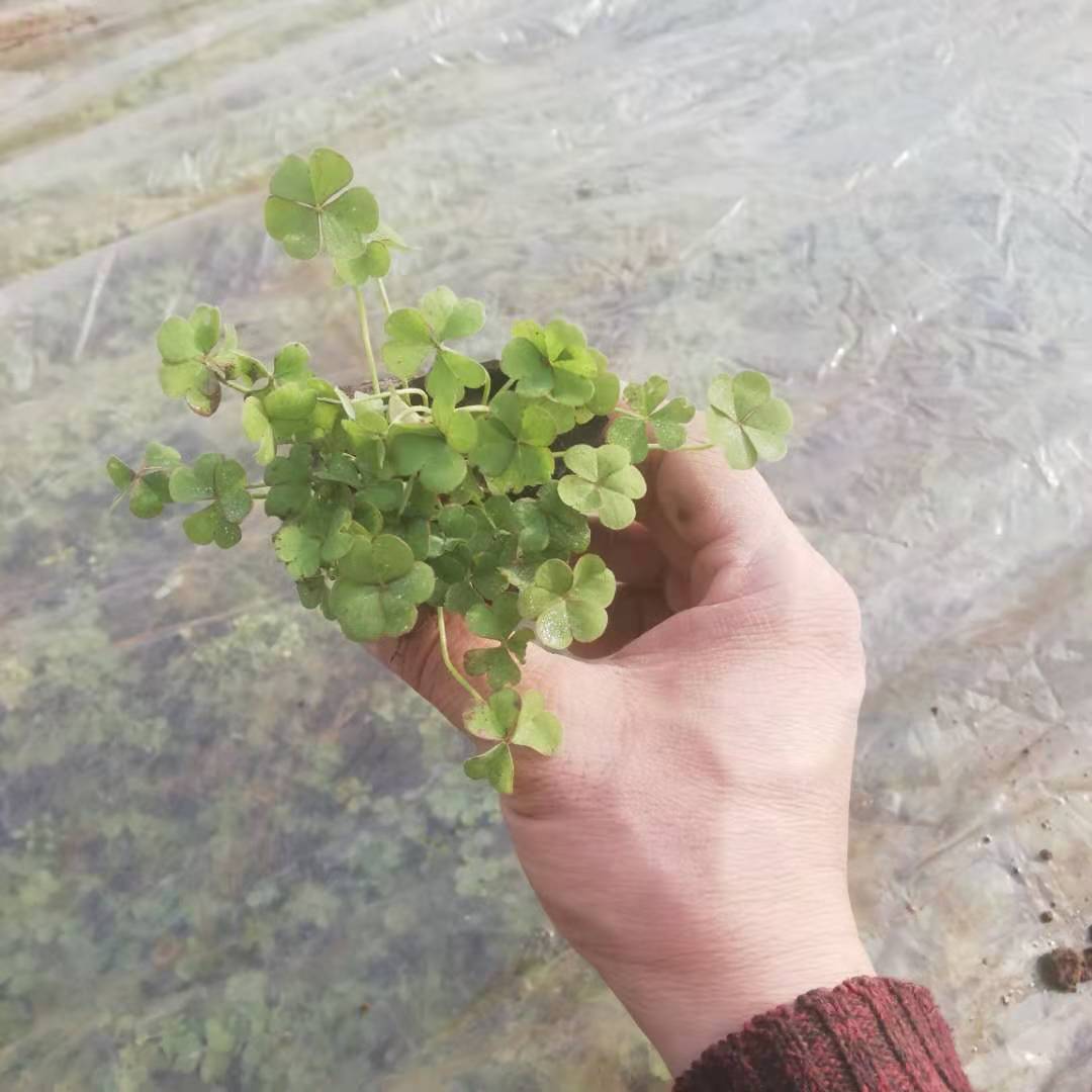 绿叶酢浆草 黄色花多年生草本植物 喜向阳温暖湿润环境