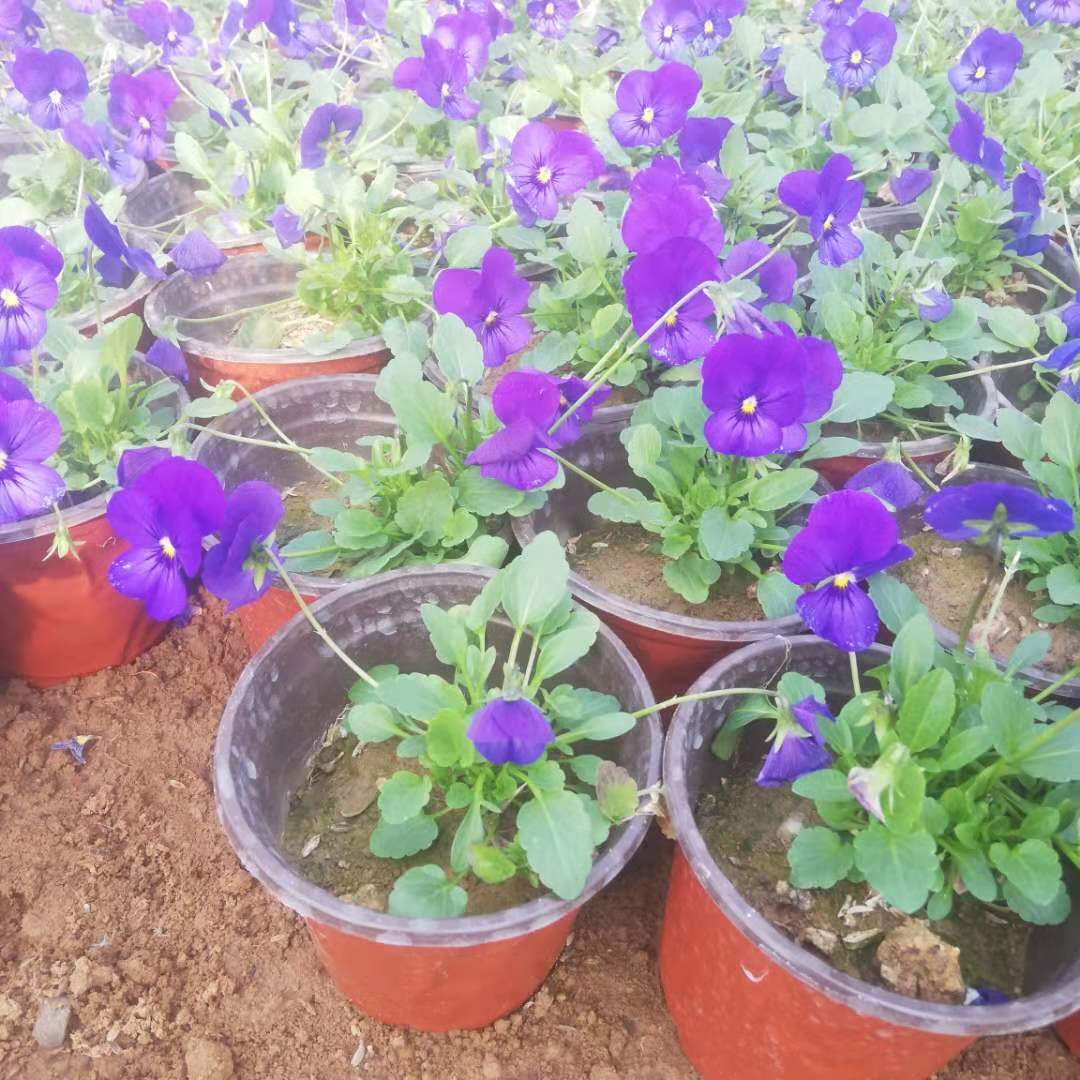 庭院花坛租摆角堇 订购锦帆角堇盆花 
