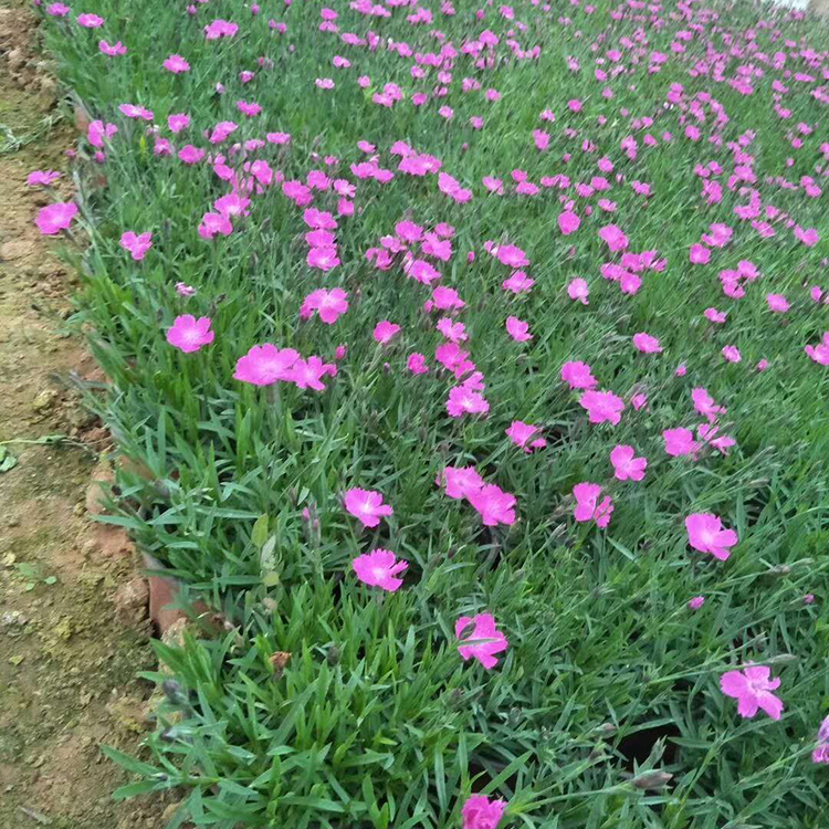 观赏用欧石竹  打造网红花海  青州草花欧石竹出售