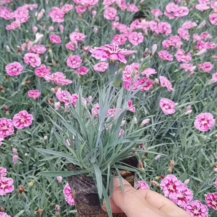 绿化工程植物 欧石竹小苗  基地批发 青州欧石竹批发