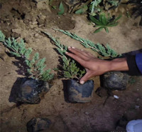爬地柏苗  柏科圆柏属灌木 山东种植基地铺地柏报价